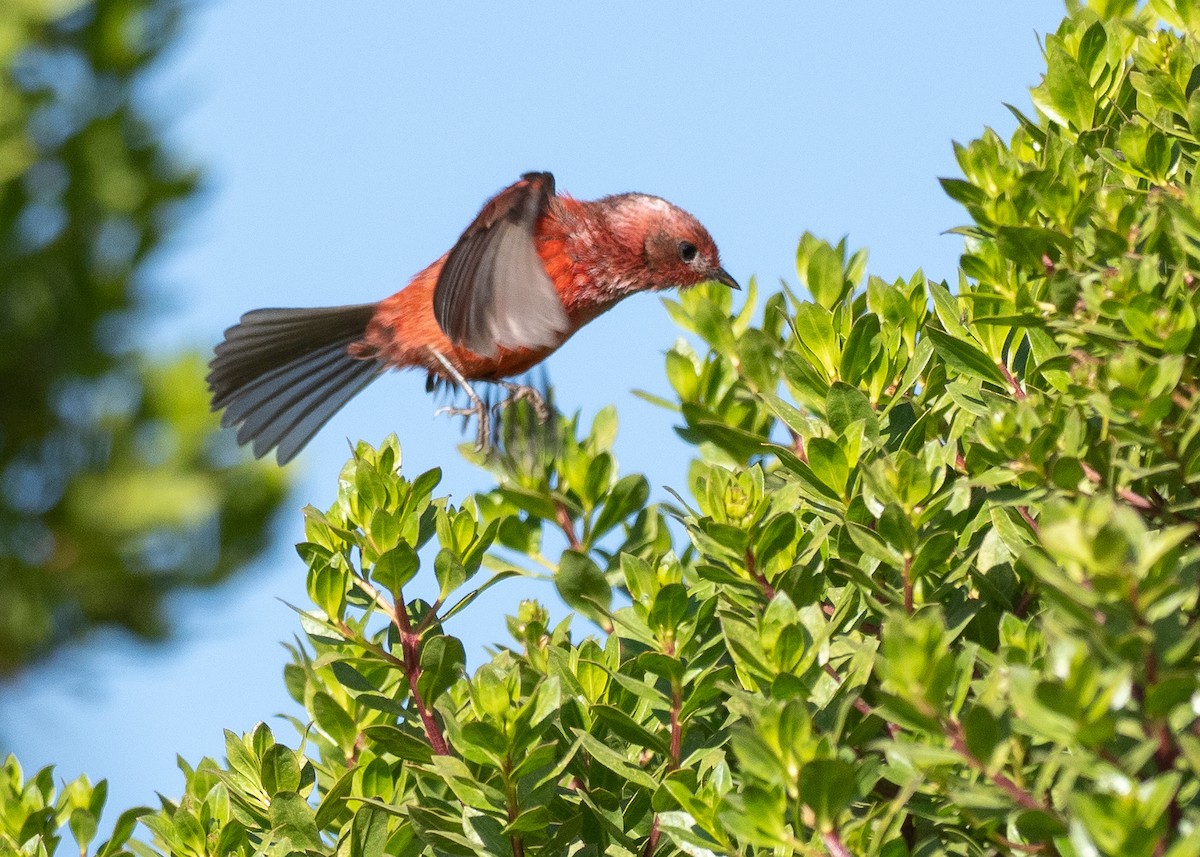 rosenparula - ML641212482