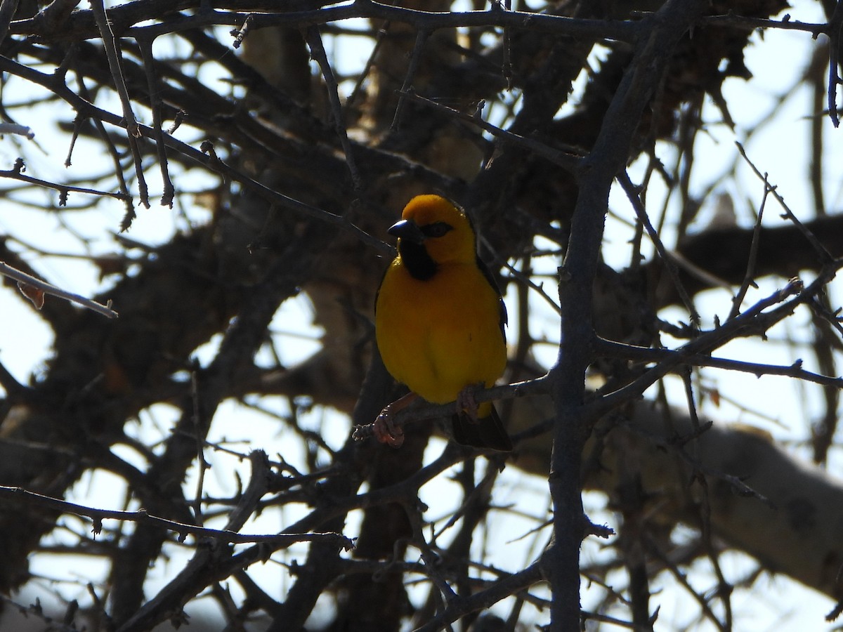 Black-necked Weaver - ML641212505