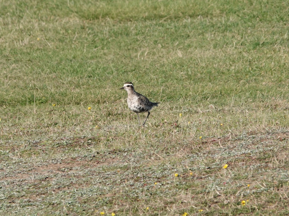 American Golden-Plover - ML641212506