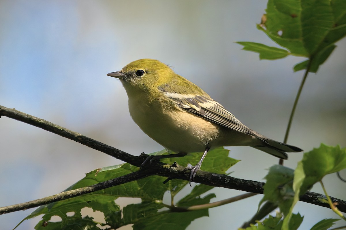 Bay-breasted Warbler - ML641212510