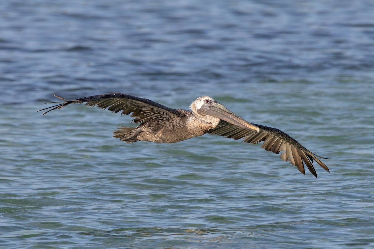 Brown Pelican - ML641212515