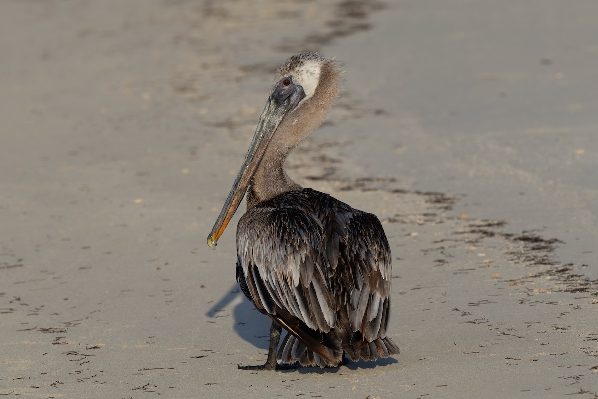 Brown Pelican - ML641212516