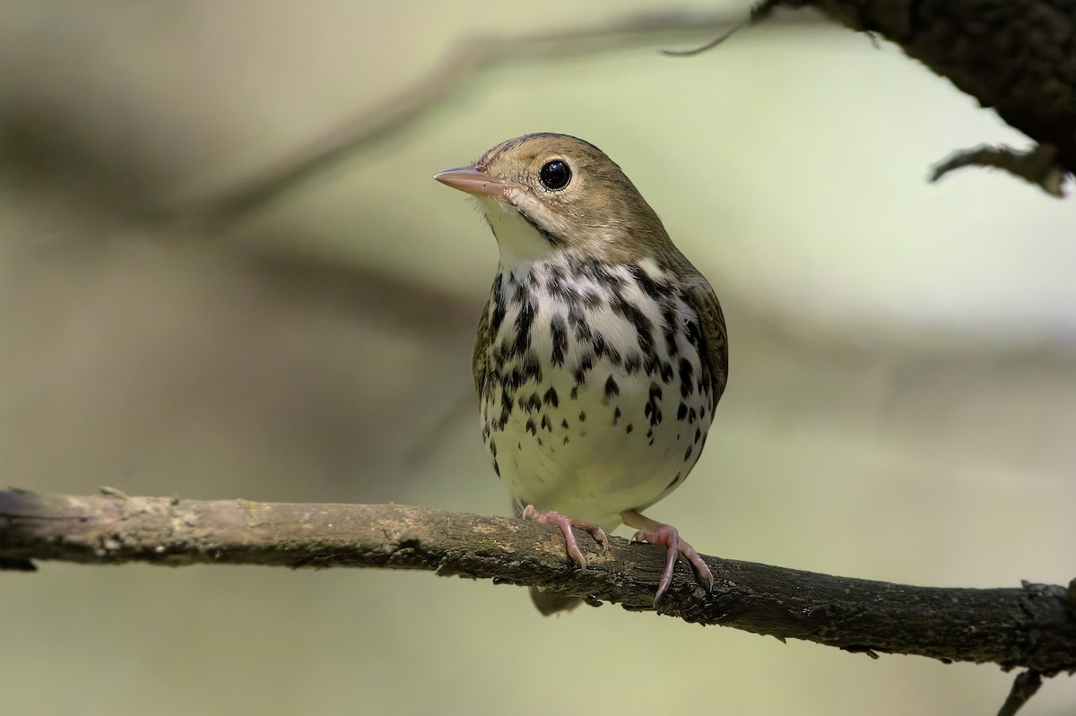 Ovenbird - ML641212531