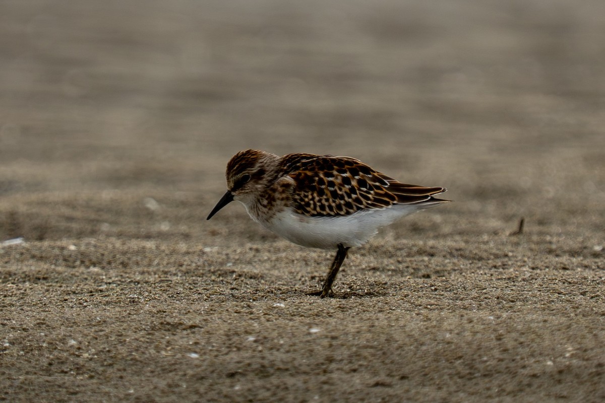 Least Sandpiper - ML641212543