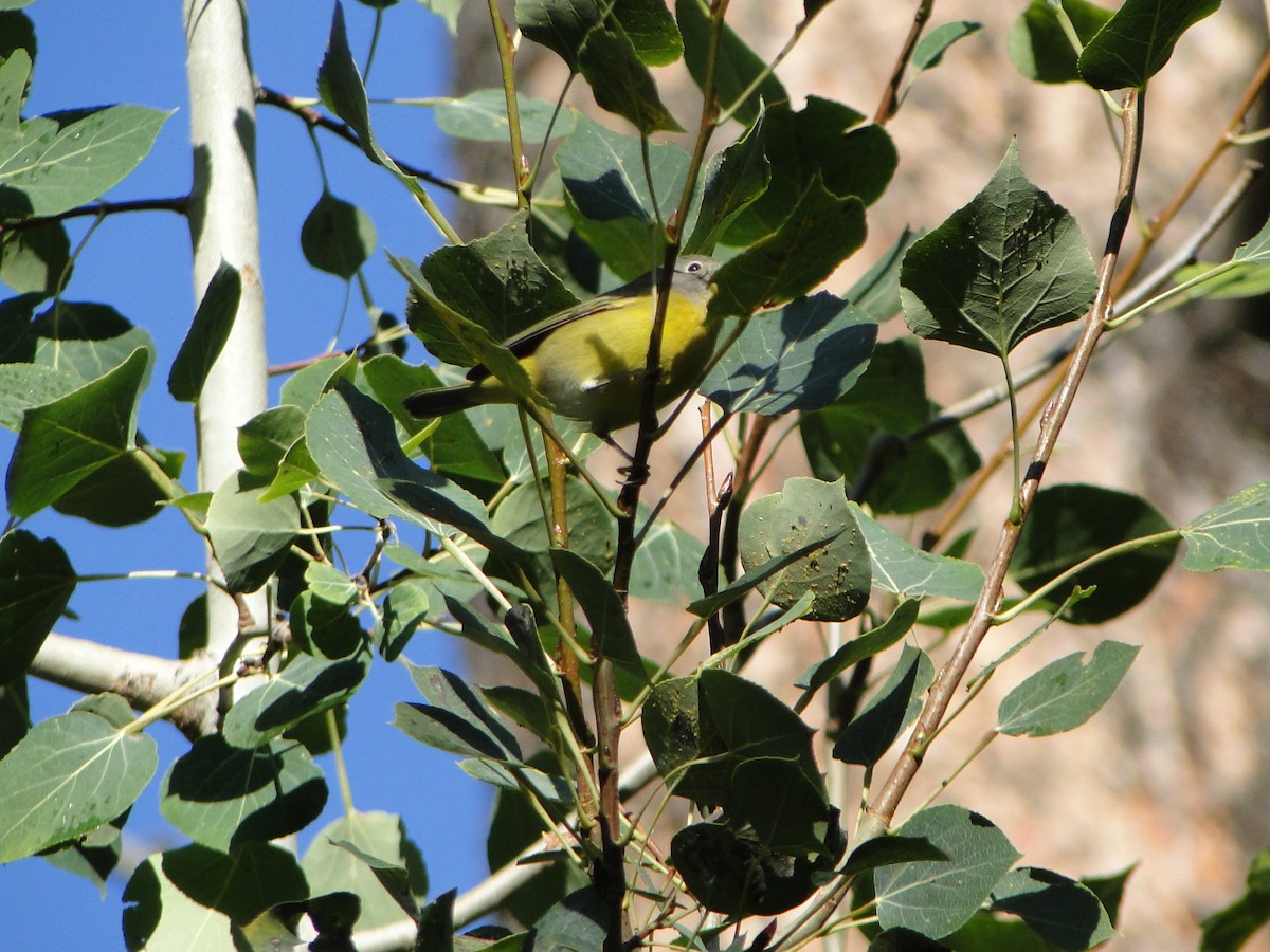 Nashville Warbler - ML641212548
