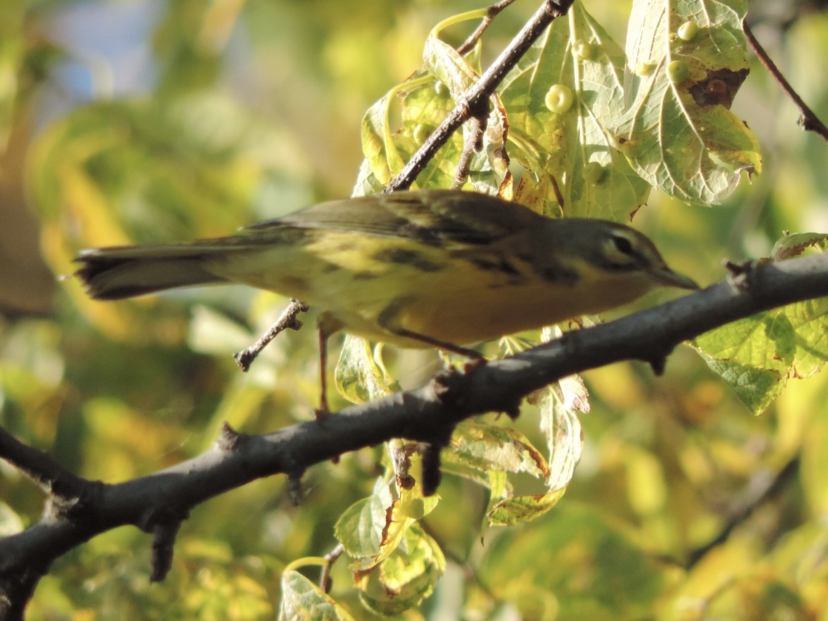 Prairie Warbler - ML641212557