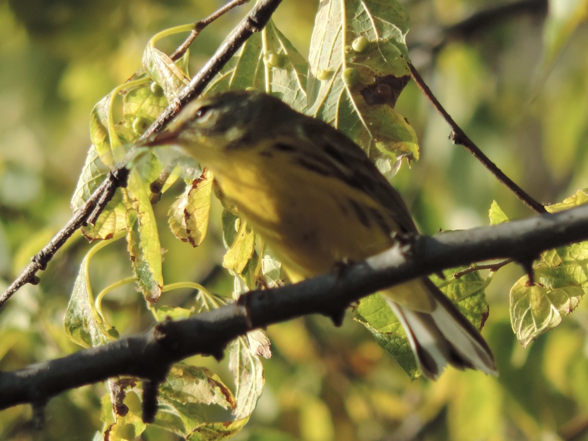 Prairie Warbler - ML641212559