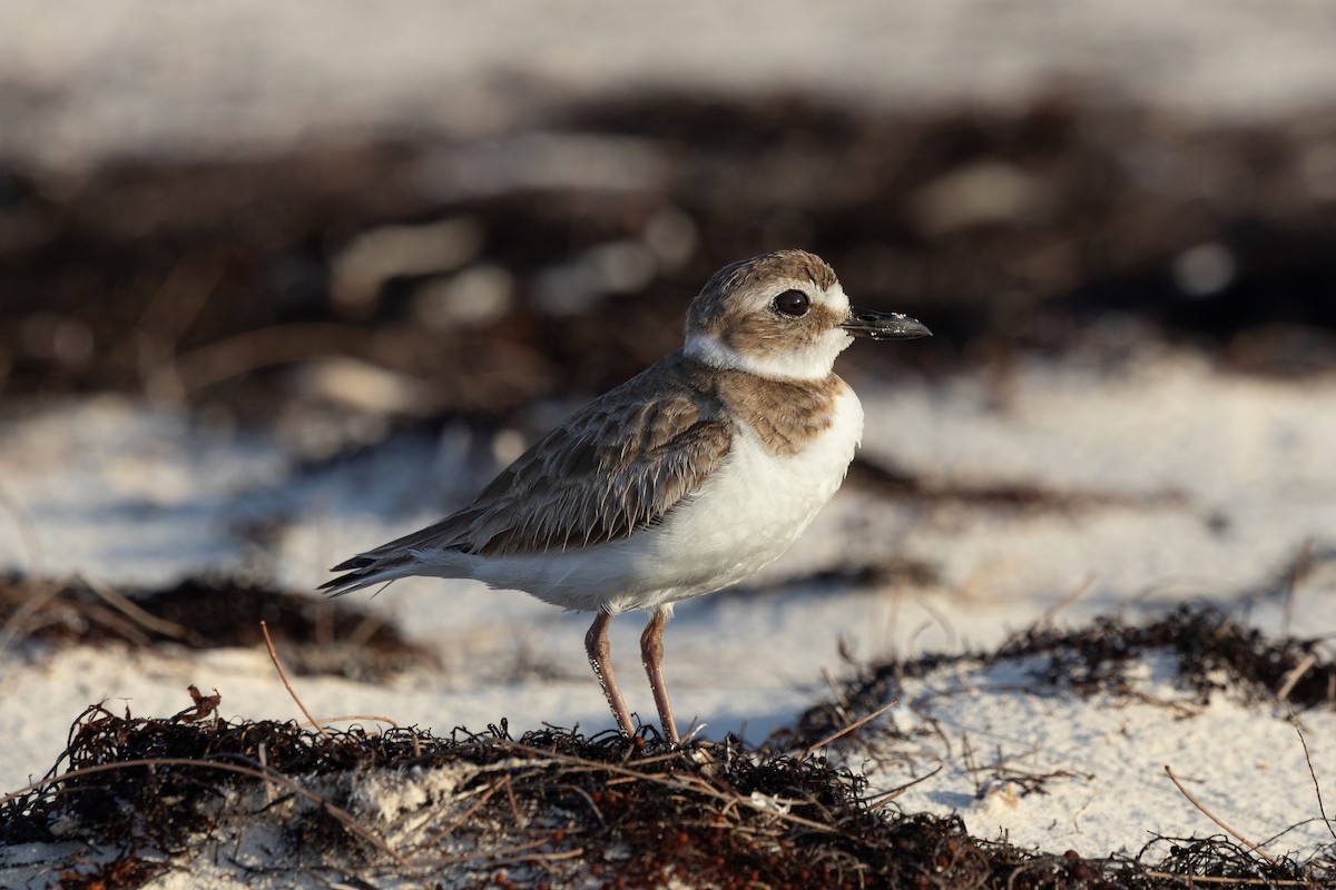 Wilson's Plover - ML641212561