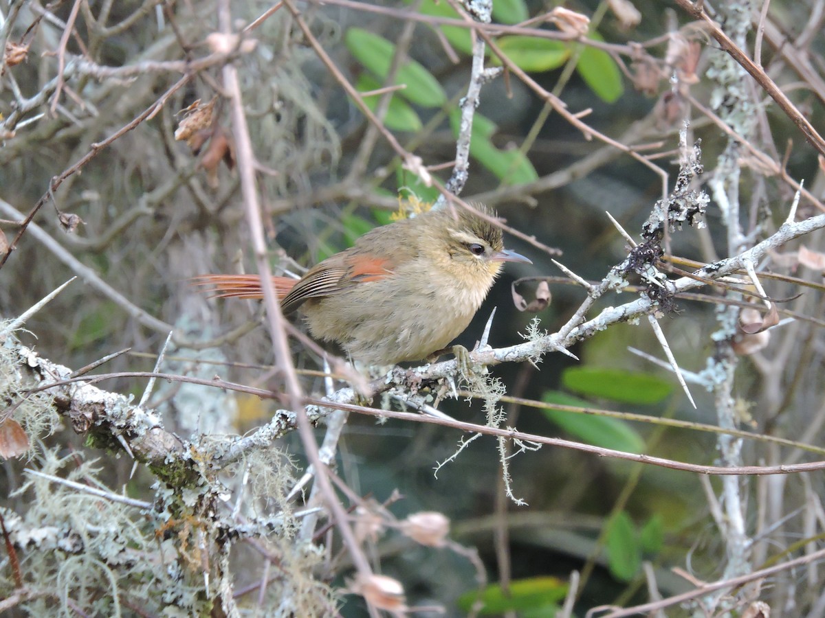 Olive Spinetail - ML641212594