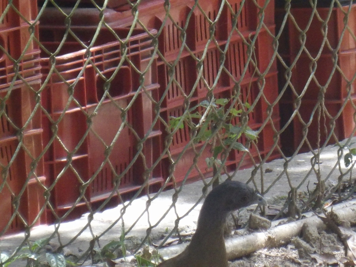 Rufous-vented Chachalaca (Rufous-tipped) - ML641212599