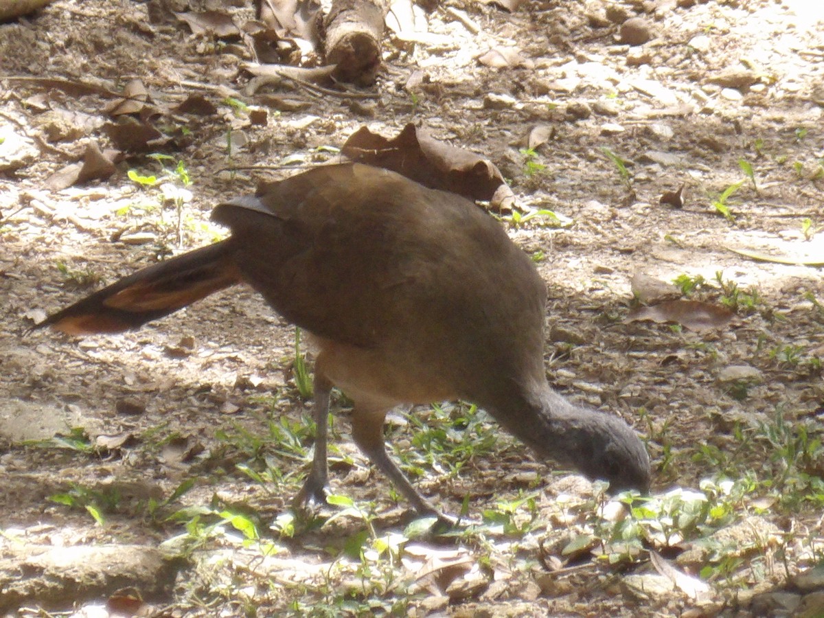 Rufous-vented Chachalaca (Rufous-tipped) - ML641212602