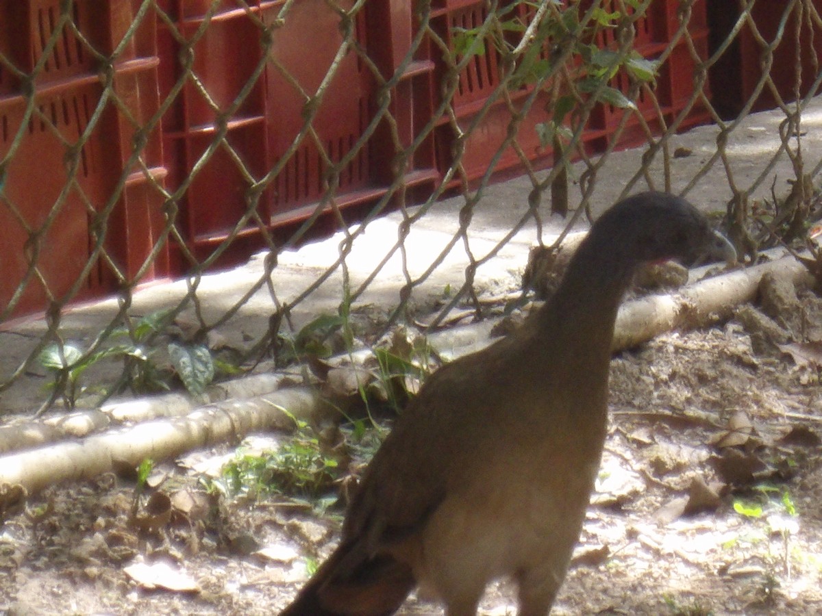 Rufous-vented Chachalaca (Rufous-tipped) - ML641212604