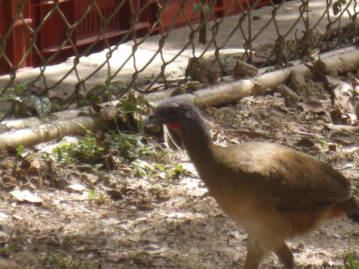 Rufous-vented Chachalaca (Rufous-tipped) - ML641212605
