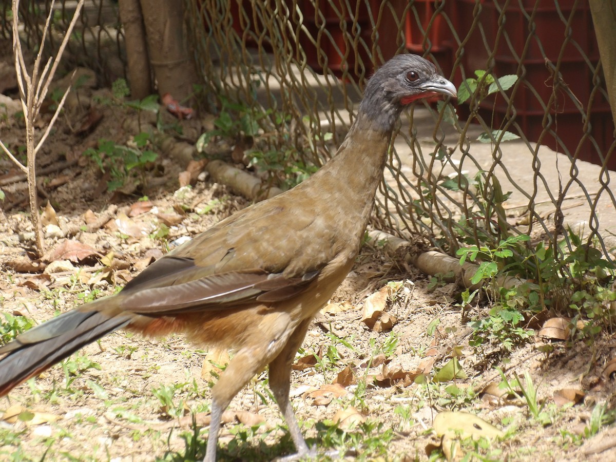 Rufous-vented Chachalaca (Rufous-tipped) - ML641212607