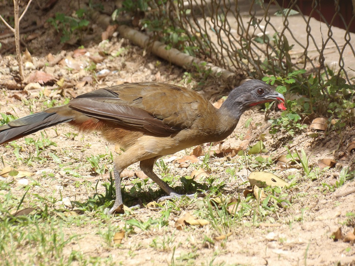 Rufous-vented Chachalaca (Rufous-tipped) - ML641212610