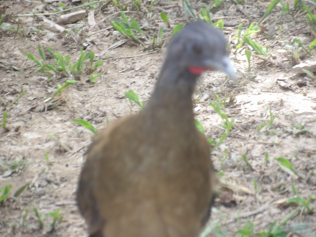Rufous-vented Chachalaca (Rufous-tipped) - ML641212611