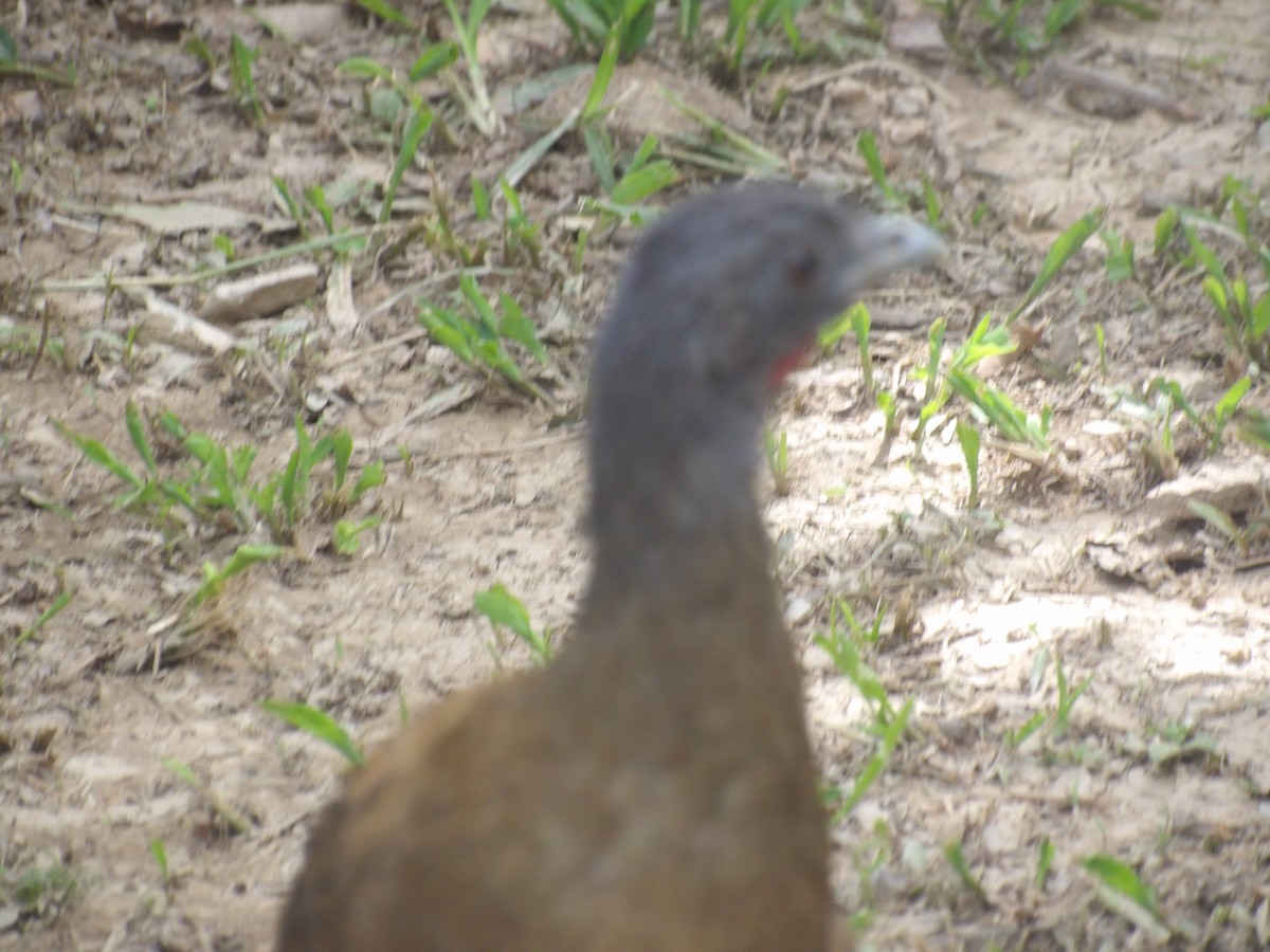 Rufous-vented Chachalaca (Rufous-tipped) - ML641212612