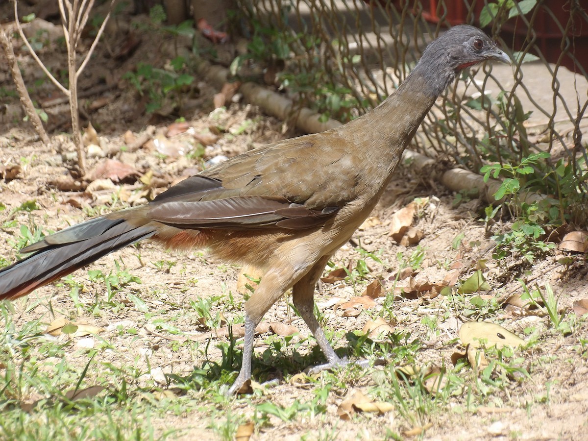 Rufous-vented Chachalaca (Rufous-tipped) - ML641212613