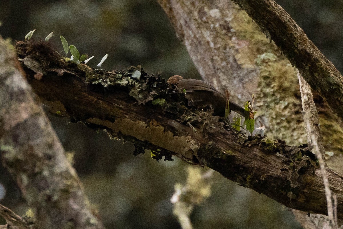 MacGregor's Bowerbird - ML641212626