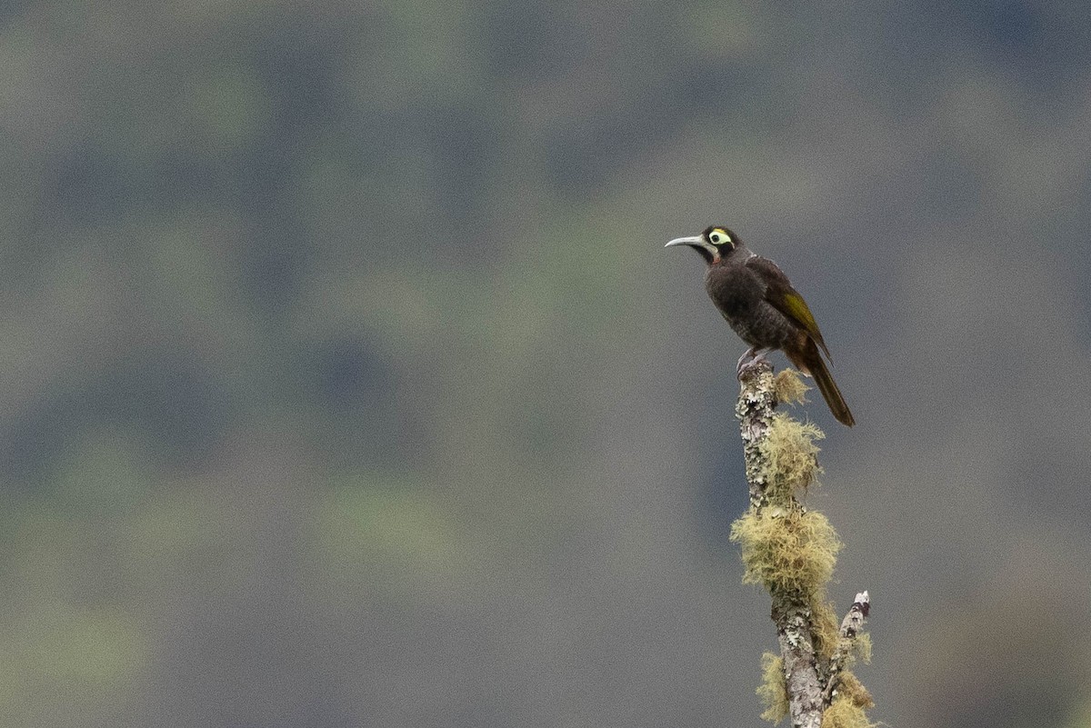 Yellow-browed Melidectes - ML641212643