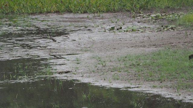 Semipalmated Plover - ML641212645