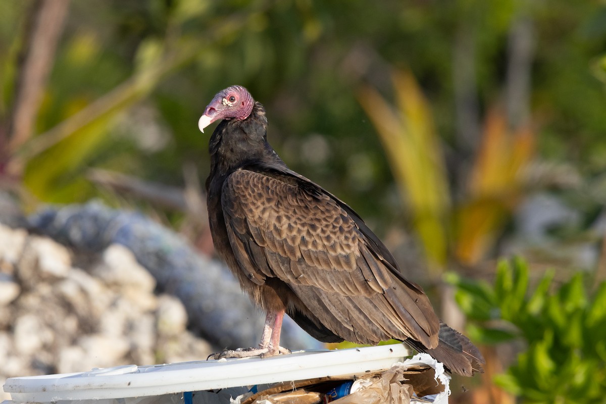 Turkey Vulture - ML641212677