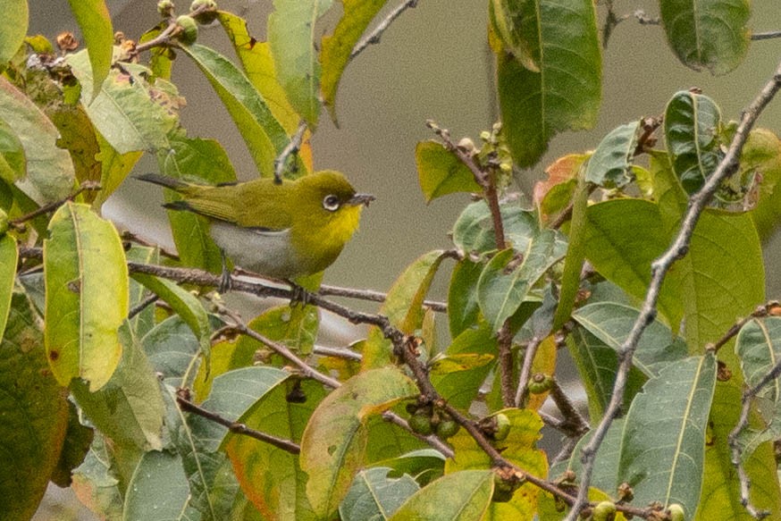 Zosterops sp. - ML641212688