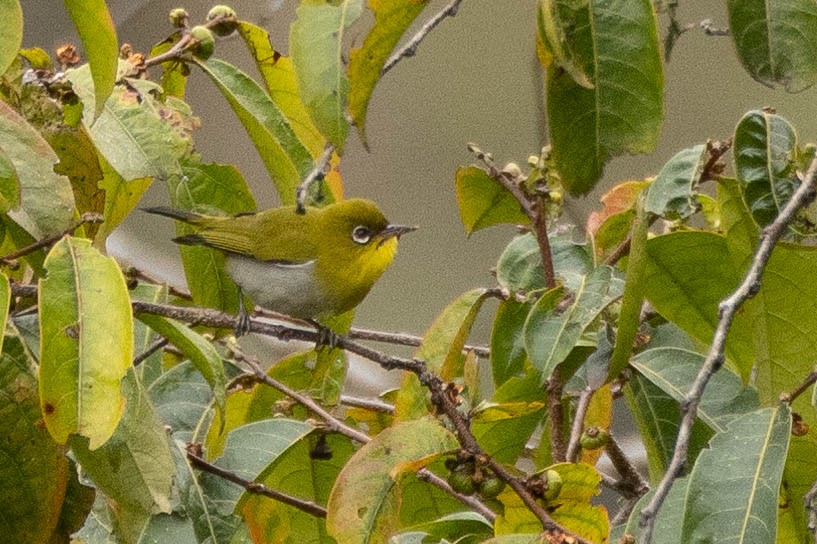 Zosterops sp. - ML641212689