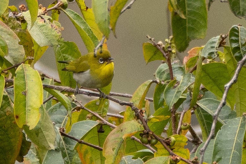 Zosterops sp. - ML641212690