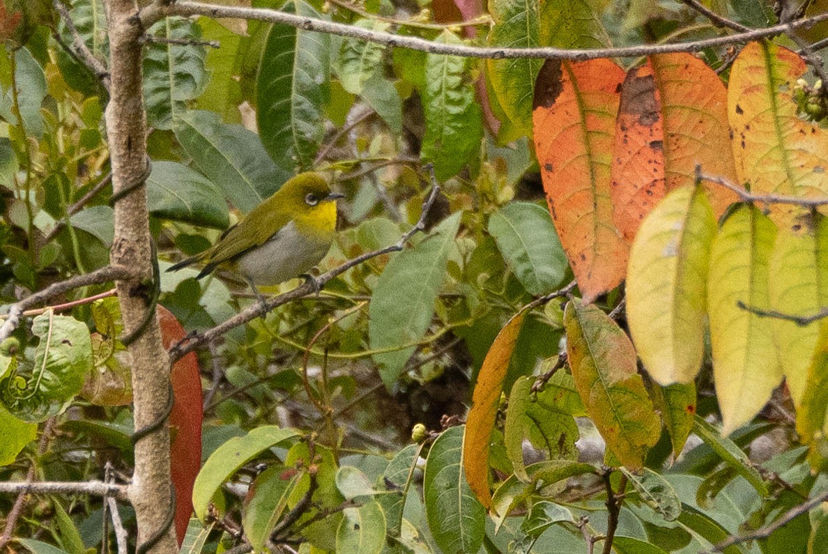 Zosterops sp. - ML641212698