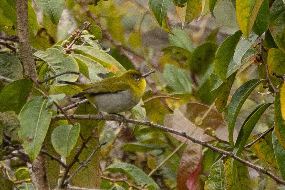 Zosterops sp. - ML641212699