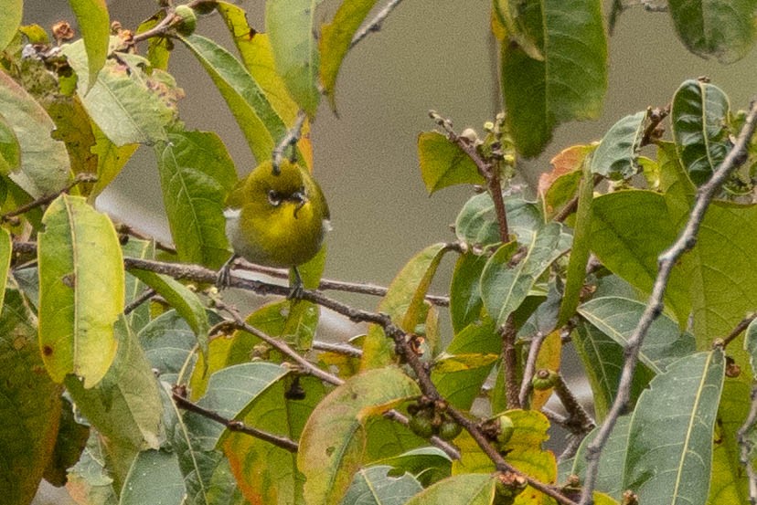 Zosterops sp. - ML641212700
