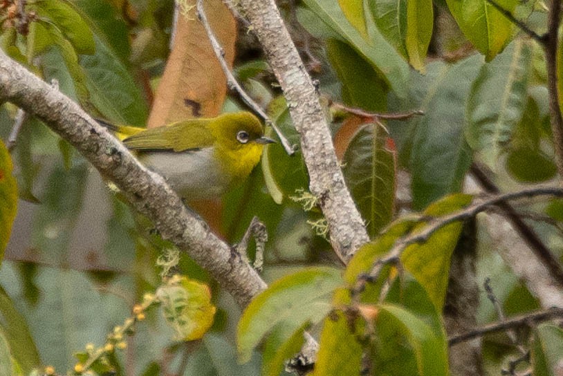 Zosterops sp. - ML641212704