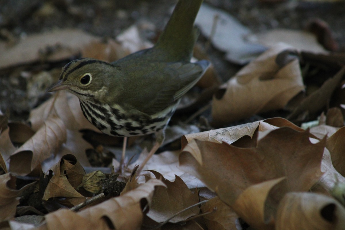 Ovenbird - ML641212707