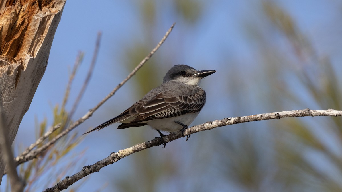Gray Kingbird - ML641212712
