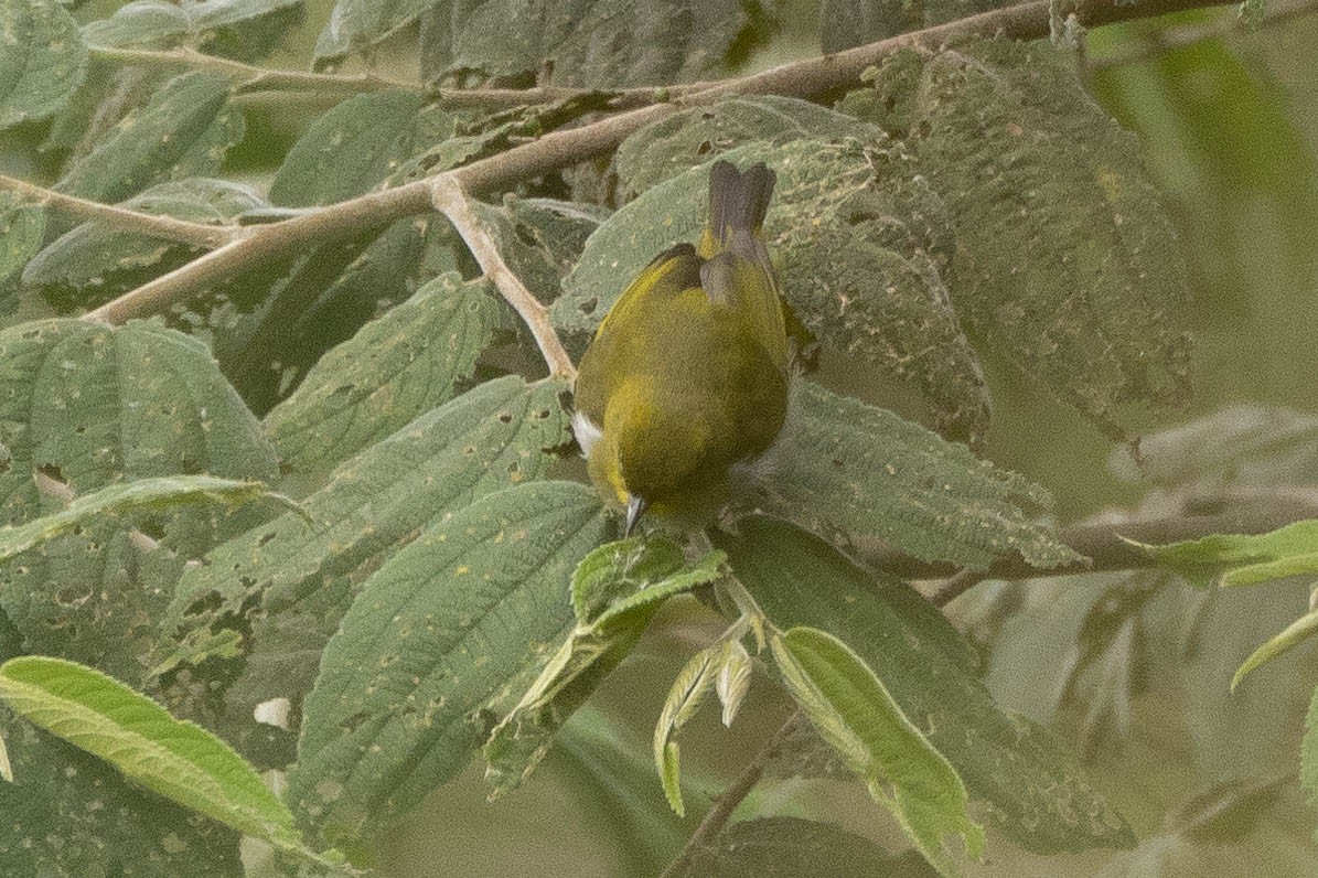 Zosterops sp. - ML641212722