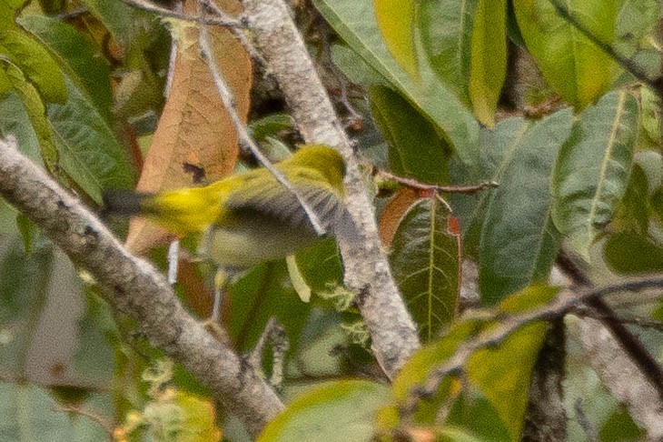 Zosterops sp. - ML641212724