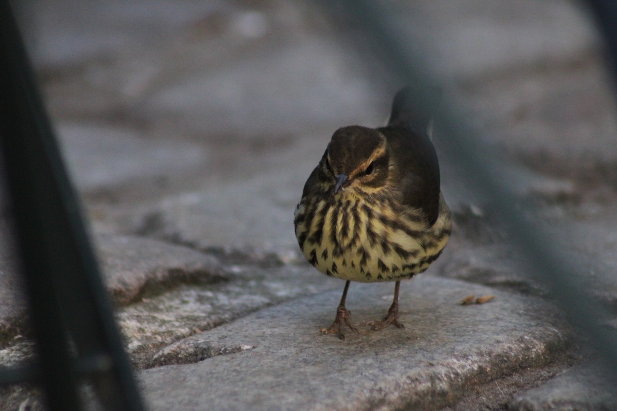 Northern Waterthrush - ML641212728