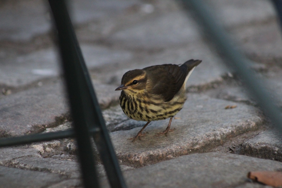 Northern Waterthrush - ML641212729