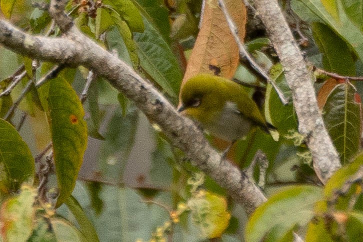 Zosterops sp. - ML641212730