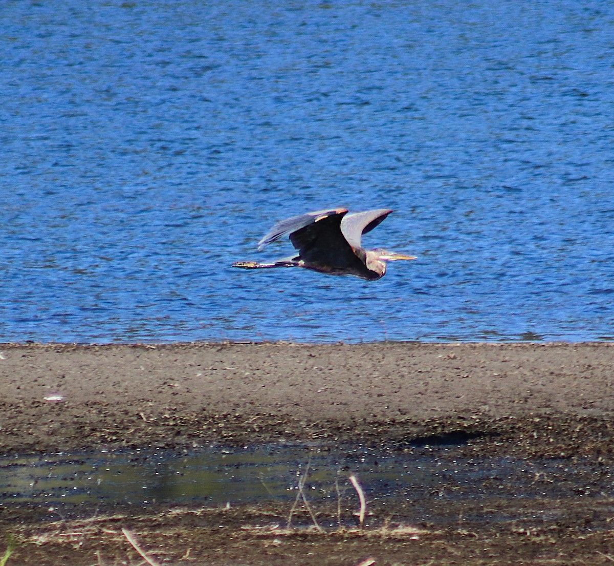 Garza Azulada - ML641212731