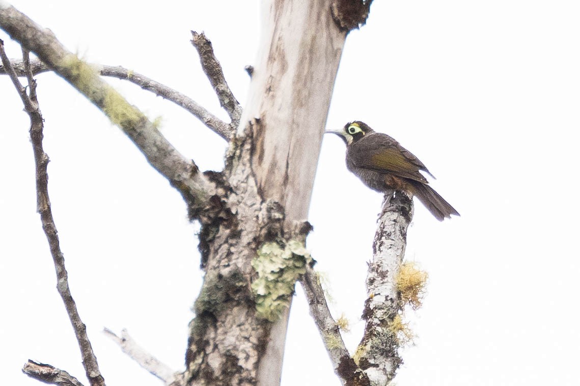 Yellow-browed Melidectes - ML641212733