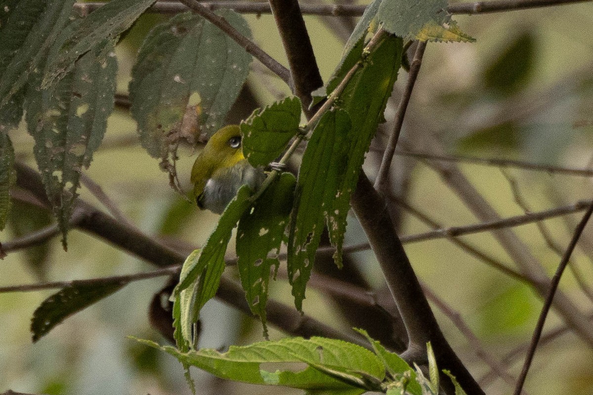 Zosterops sp. - ML641212738