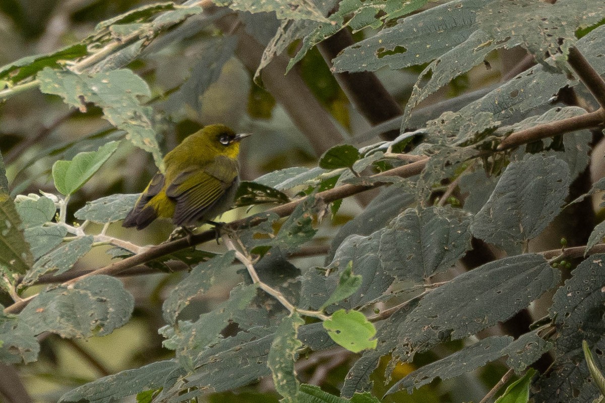 Zosterops sp. - ML641212741