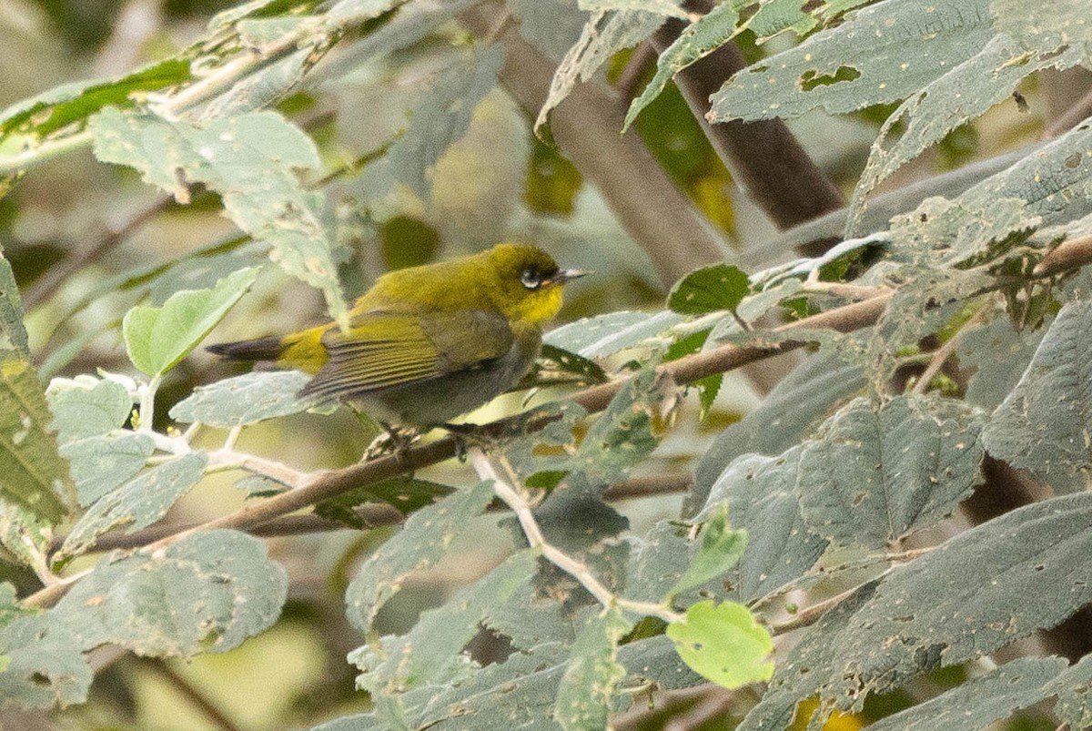 Zosterops sp. - ML641212742