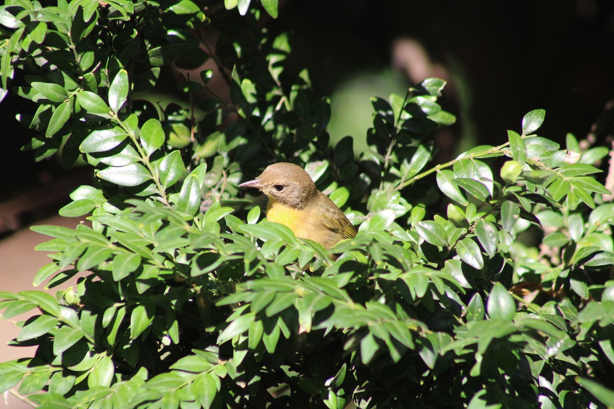 Common Yellowthroat - ML641212743