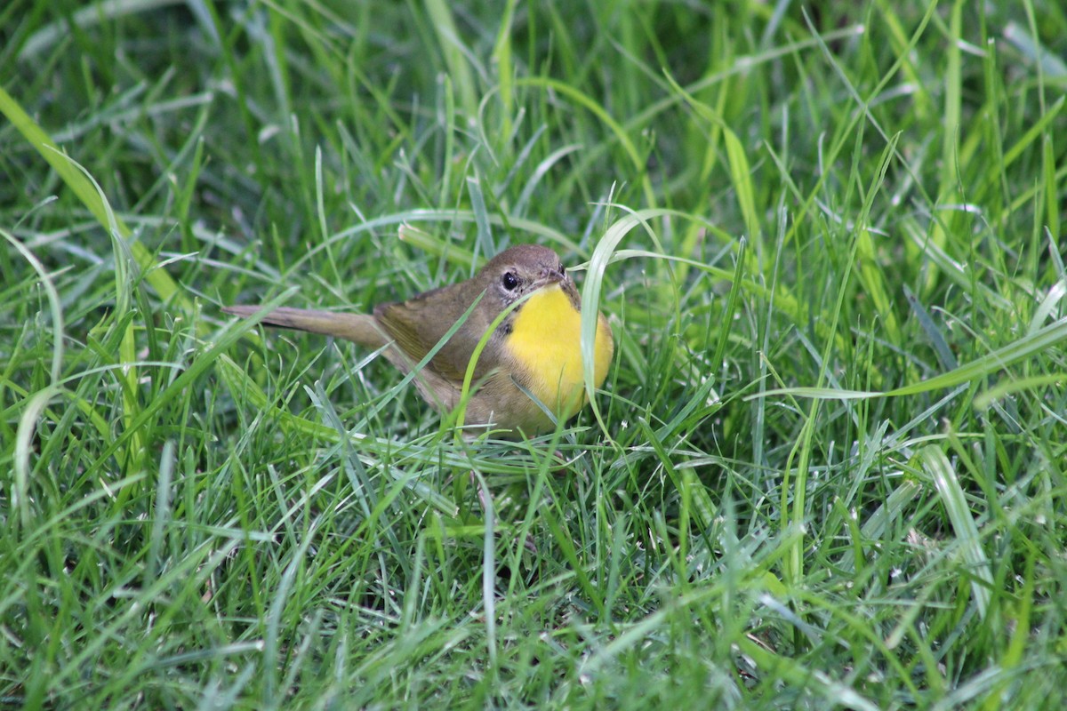 Common Yellowthroat - ML641212744