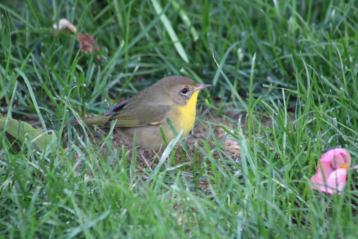 Common Yellowthroat - ML641212745