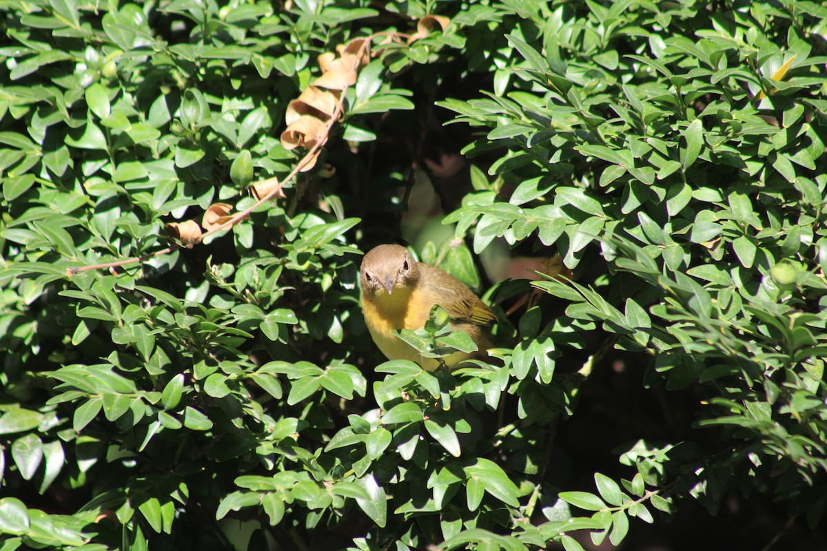 Common Yellowthroat - ML641212746