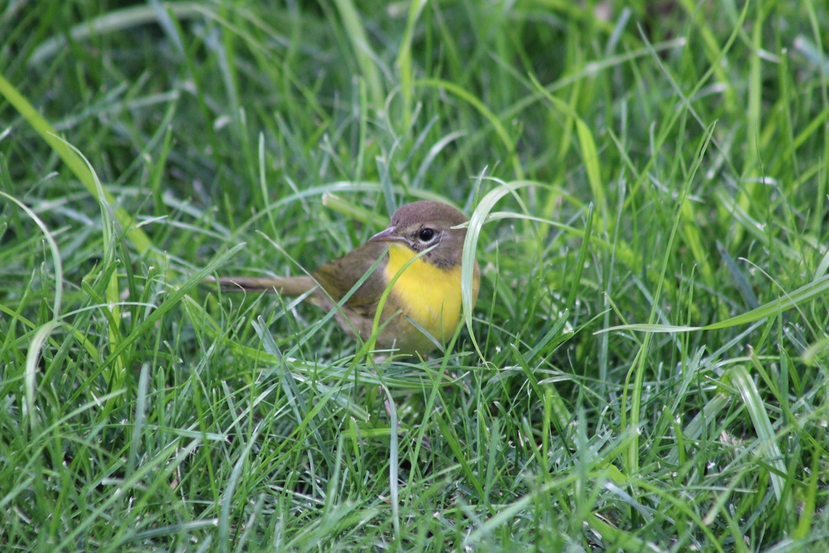 Common Yellowthroat - ML641212747